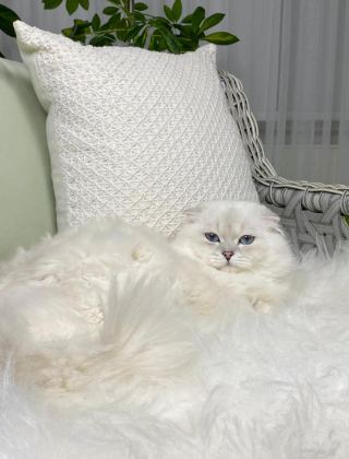 ÖZEL SCOTTİSH FOLD LONGHAİR ERKEK