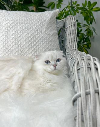 ÖZEL SCOTTİSH FOLD LONGHAİR ERKEK
