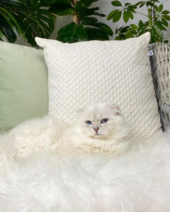 ÖZEL SCOTTİSH FOLD LONGHAİR ERKEK