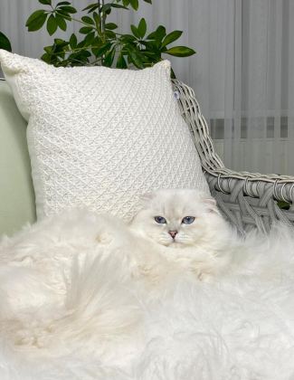 ÖZEL SCOTTİSH FOLD LONGHAİR ERKEK