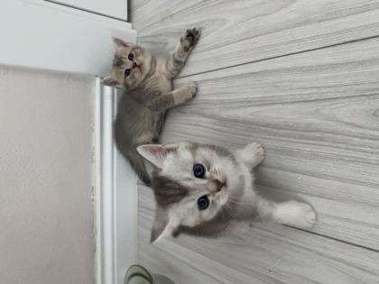 SCOTTİSH FOLD VE SCOTTİSH STRAİGHT KEDİLER İÇİN ULAŞIN
