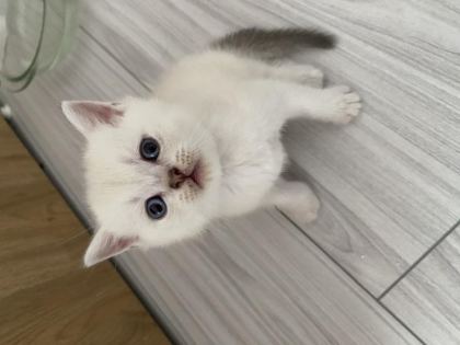 SCOTTİSH FOLD VE SCOTTİSH STRAİGHT KEDİLER İÇİN ULAŞIN