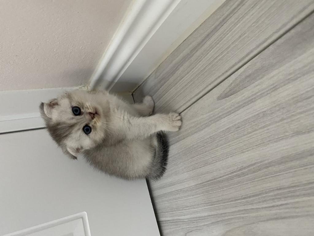 SCOTTİSH FOLD VE SCOTTİSH STRAİGHT KEDİLER İÇİN ULAŞIN