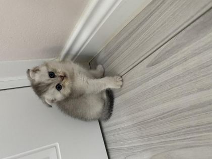 SCOTTİSH FOLD VE SCOTTİSH STRAİGHT KEDİLER İÇİN ULAŞIN