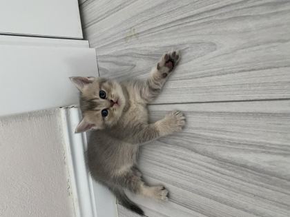 SCOTTİSH FOLD VE SCOTTİSH STRAİGHT KEDİLER İÇİN ULAŞIN