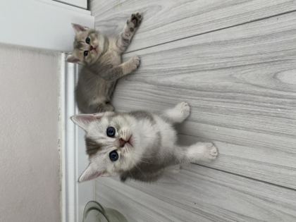 SCOTTİSH FOLD VE SCOTTİSH STRAİGHT KEDİLER İÇİN ULAŞIN