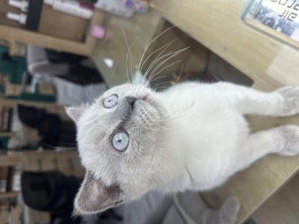 KEDİMİZİ SAHİPLENMEK İÇİN ULAŞIN