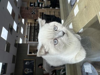 KEDİMİZİ SAHİPLENMEK İÇİN ULAŞIN