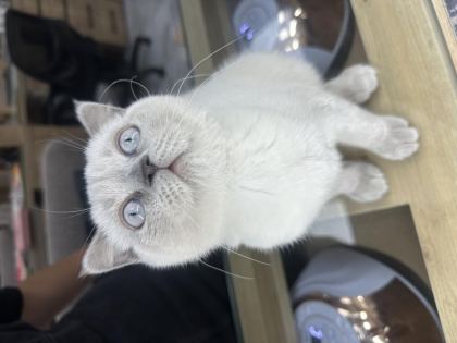 KEDİMİZİ SAHİPLENMEK İÇİN ULAŞIN
