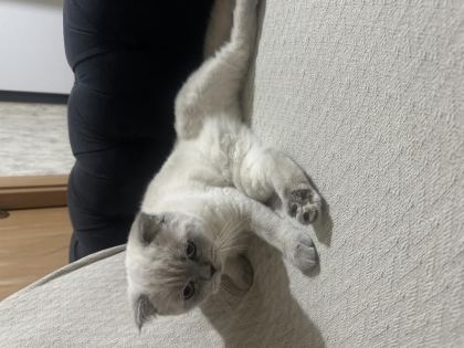 KEDİMİZİ SAHİPLENMEK İÇİN ULAŞIN