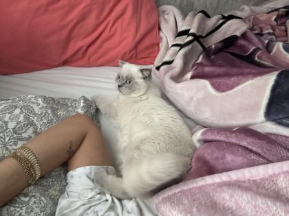 KEDİMİZİ SAHİPLENMEK İÇİN ULAŞIN