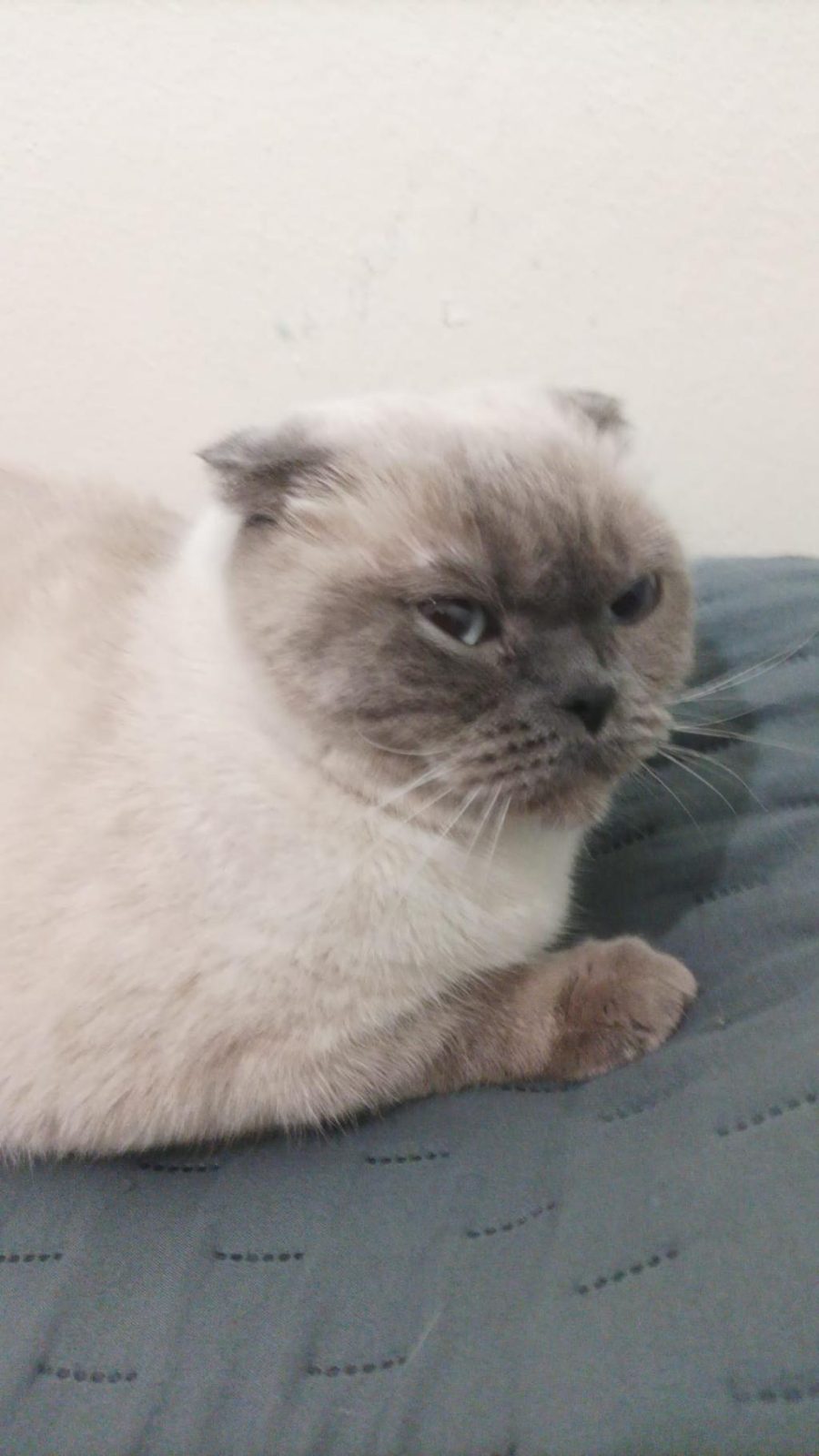 SCOTTİSH FOLD KEDİMİZE ACİL YUVA