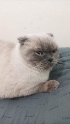 SCOTTİSH FOLD KEDİMİZE ACİL YUVA