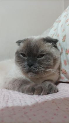 SCOTTİSH FOLD KEDİMİZE ACİL YUVA