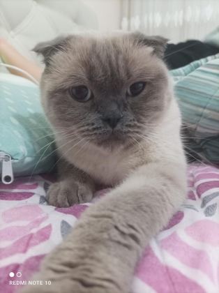 SCOTTİSH FOLD KEDİMİZE ACİL YUVA