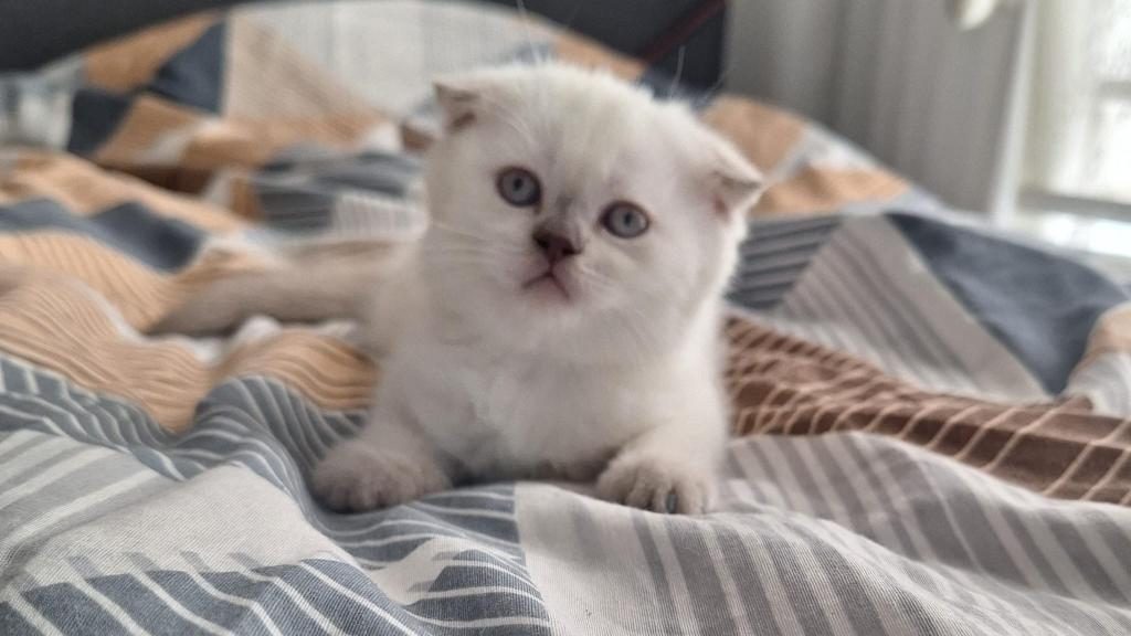 2 DİŞİ 50 GÜNLÜK KEDİLER