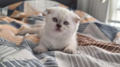 2 DİŞİ 50 GÜNLÜK KEDİLER