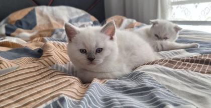 2 DİŞİ 50 GÜNLÜK KEDİLER