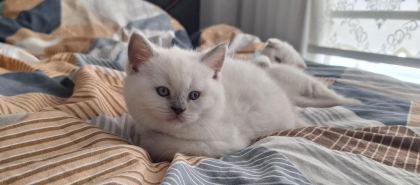 2 DİŞİ 50 GÜNLÜK KEDİLER