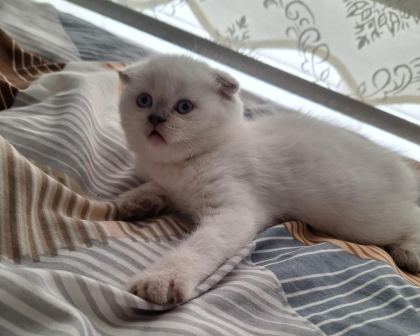 2 DİŞİ 50 GÜNLÜK KEDİLER