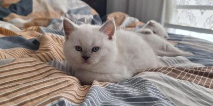 2 DİŞİ 50 GÜNLÜK KEDİLER
