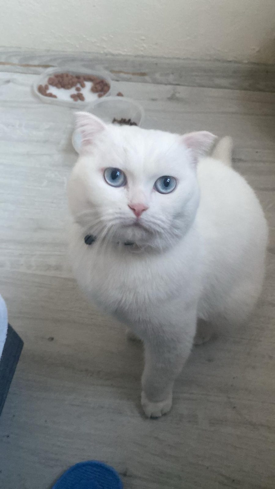 KAR BEYAZI 1.5 YAŞ KISIR KEDİME YUVA ARIYORUZ ACİL