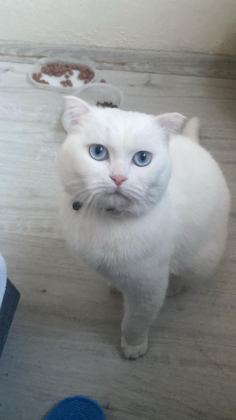 KAR BEYAZI 1.5 YAŞ KISIR KEDİME YUVA ARIYORUZ ACİL