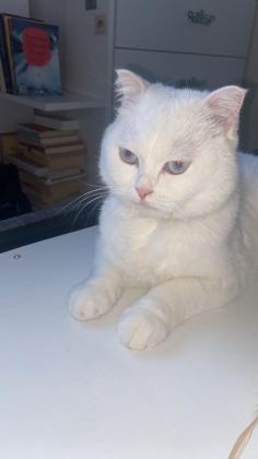 KAR BEYAZI 1.5 YAŞ KISIR KEDİME YUVA ARIYORUZ ACİL