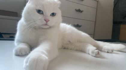 KAR BEYAZI 1.5 YAŞ KISIR KEDİME YUVA ARIYORUZ ACİL
