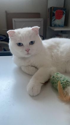 KAR BEYAZI 1.5 YAŞ KISIR KEDİME YUVA ARIYORUZ ACİL