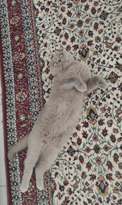 BABAMIZA VE GÜZEL DİŞİ KEDİMİZE ÖMÜRLÜK YUVA ARIYORUZ