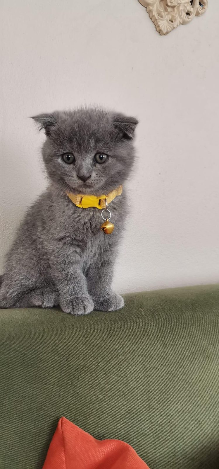 GÜVENİLİR EV SCOTTİSH FOLD KEDİMİZE