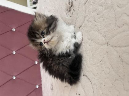 KENDİ KEDİMİZİN YAVRUSU