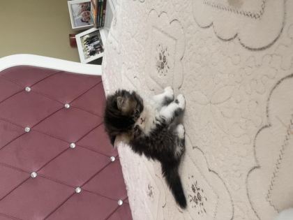 KENDİ KEDİMİZİN YAVRUSU