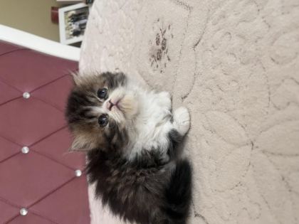 KENDİ KEDİMİZİN YAVRUSU
