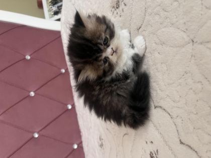 KENDİ KEDİMİZİN YAVRUSU