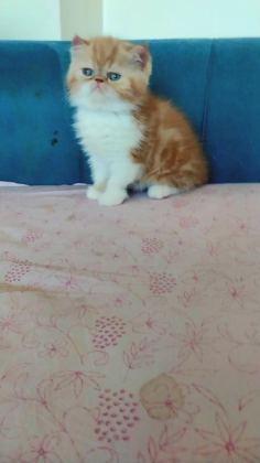 SAFKAN EXOTİC SHORTHAİR ERKEK YAVRU