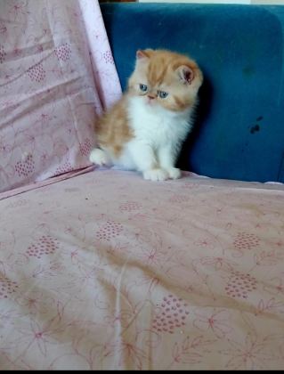 SAFKAN EXOTİC SHORTHAİR ERKEK YAVRU