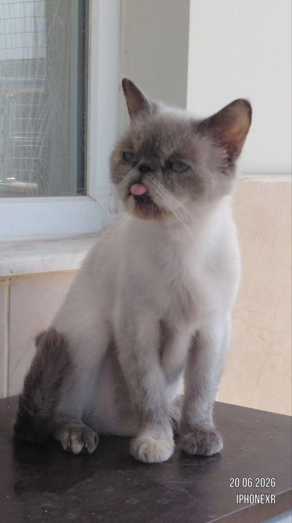 GERÇEK VE KALİTELİ BLUE POİNT EXOTİC KEDİMİZDİR