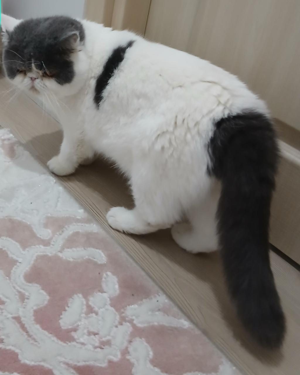 İRAN EGZOTİK SHORTHAİR ERKEK KEDİMİZ SAHİPLENDİRİLECEK