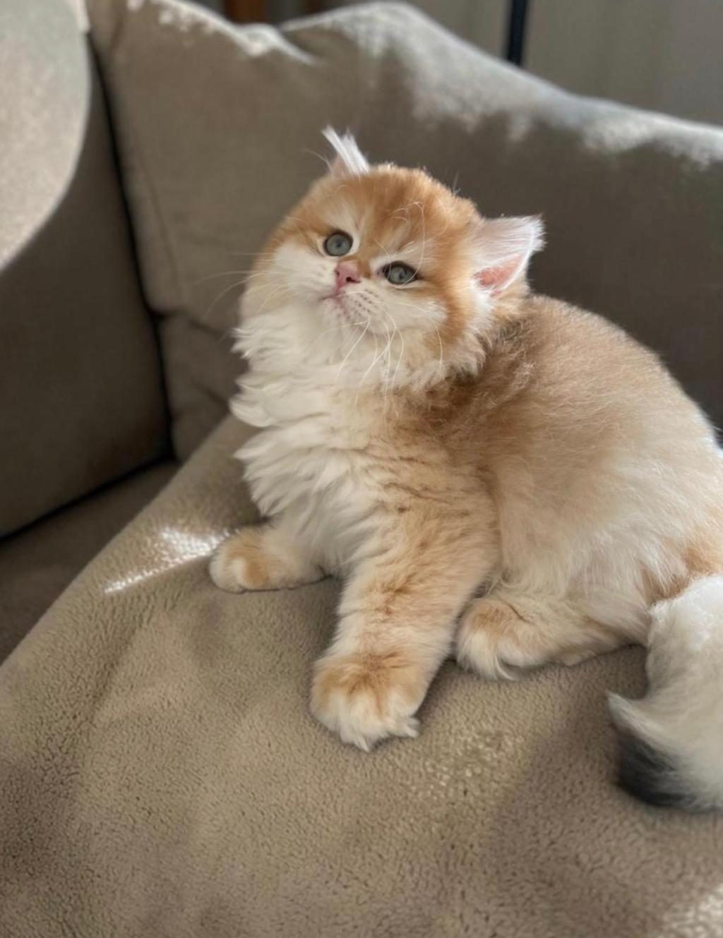 SAFKAN BRİTİSH LONGHAİR GOLDEN KEDİLER