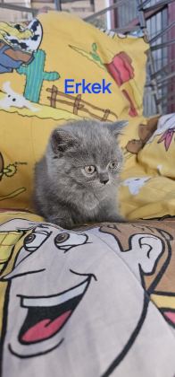 YAKIŞIKLI ERKEK VE DİŞİ BEBEK KEDİLER