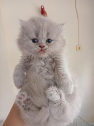YAKIŞIKLI ERKEK VE DİŞİ BEBEK KEDİLER