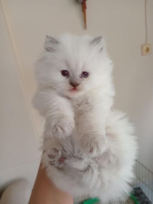 YAKIŞIKLI ERKEK VE DİŞİ BEBEK KEDİLER