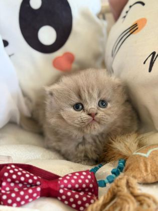 YAKIŞIKLI ERKEK VE DİŞİ BEBEK KEDİLER