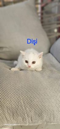 YAKIŞIKLI ERKEK VE DİŞİ BEBEK KEDİLER