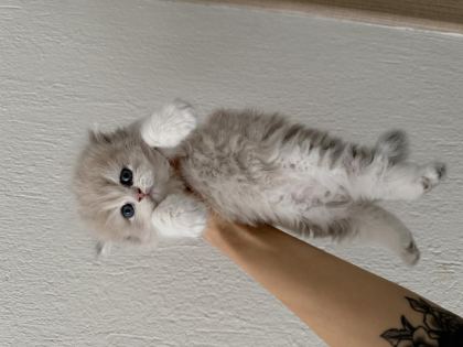 BRİTİSH LONGHAİR ERKEK