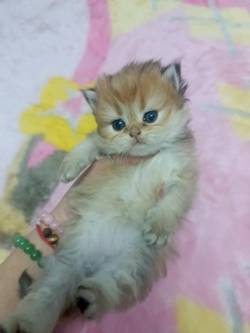 FULL ŞECERELİ BRİTİSH MİNİKLER