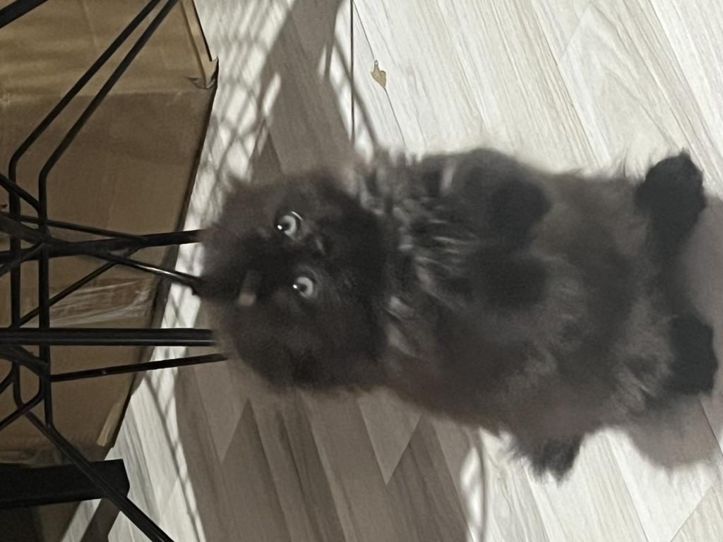 BRİTİSH LONGHAİR ÇİKOLATAMIZA YUVA ARIYORUZ