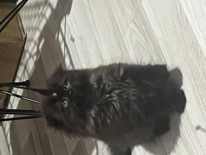 BRİTİSH LONGHAİR ÇİKOLATAMIZA YUVA ARIYORUZ